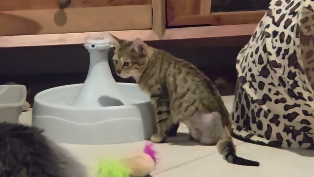 Custom and her brother Tiger- Rescued and ready for pre adoption in Cape Coral, FL. 