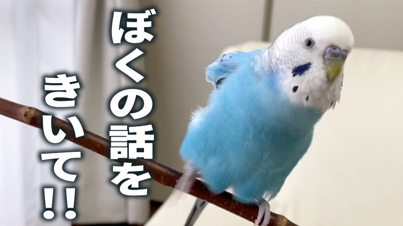 お腹がすいたインコのアピール Budgie Has Favour to Ask. Please Listen to Me!