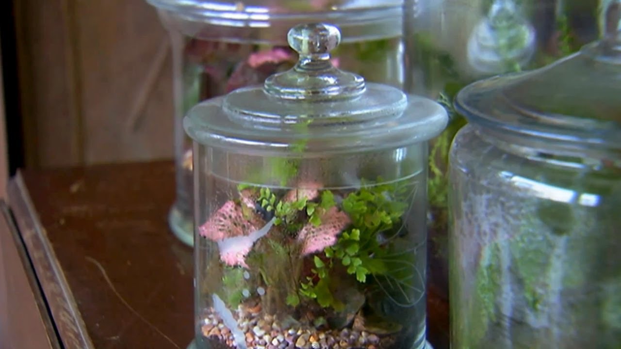 How to Build a Terrarium | P. Allen Smith Classics