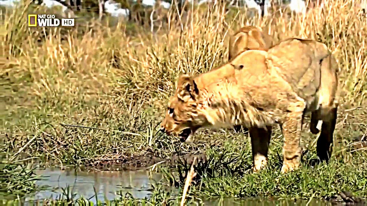 Nature documentary 2017 - Lions eating buffalo documentaries - animal planet HD - Discovery channel