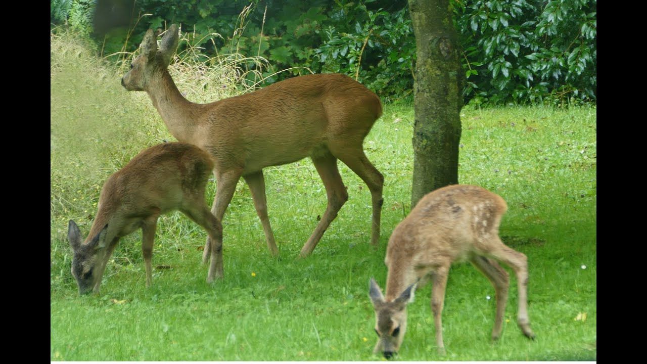 Rehe in unserem Garten Juli 2015