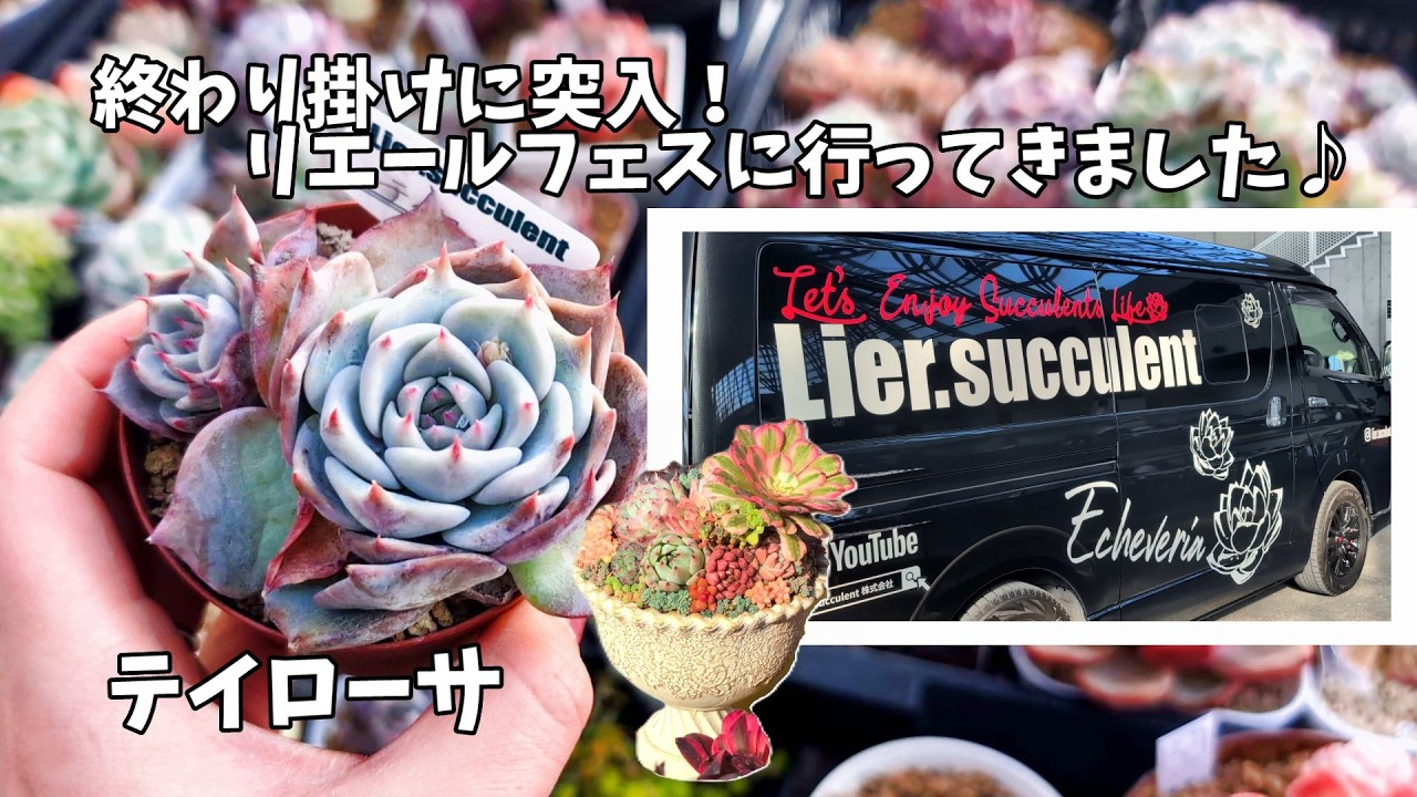 【多肉狩り】まさか行けるだなんて！２年ぶりのリエールフェスへ！【にじいろクックママ】