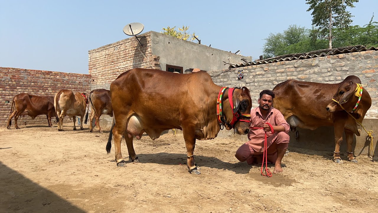 9 Sahiwal Cows For Sale at Shri Balaji Dairy Farm.Kalanwali. 95182-16110