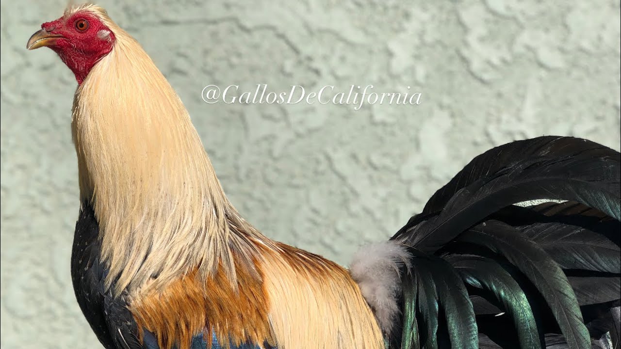 GALLOS GIROS DE OTRO NIVEL
