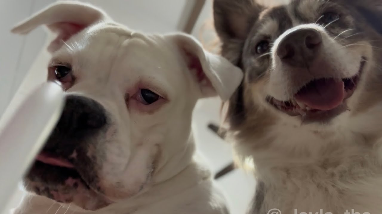 Layla and Luna Get Outsmarted by Their Guests!