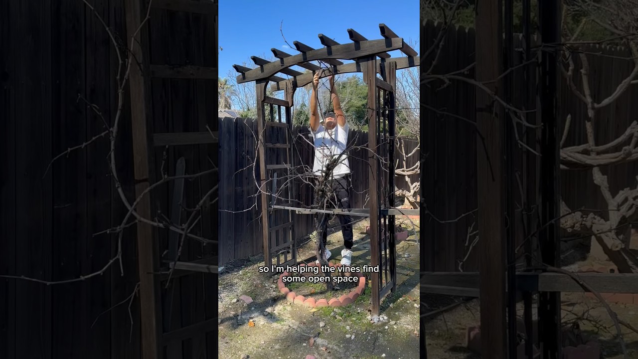 This is what Japanese Kyoho Grapes look like in the winter! Let&rsquo;s do some trimming for bigger YIELDS