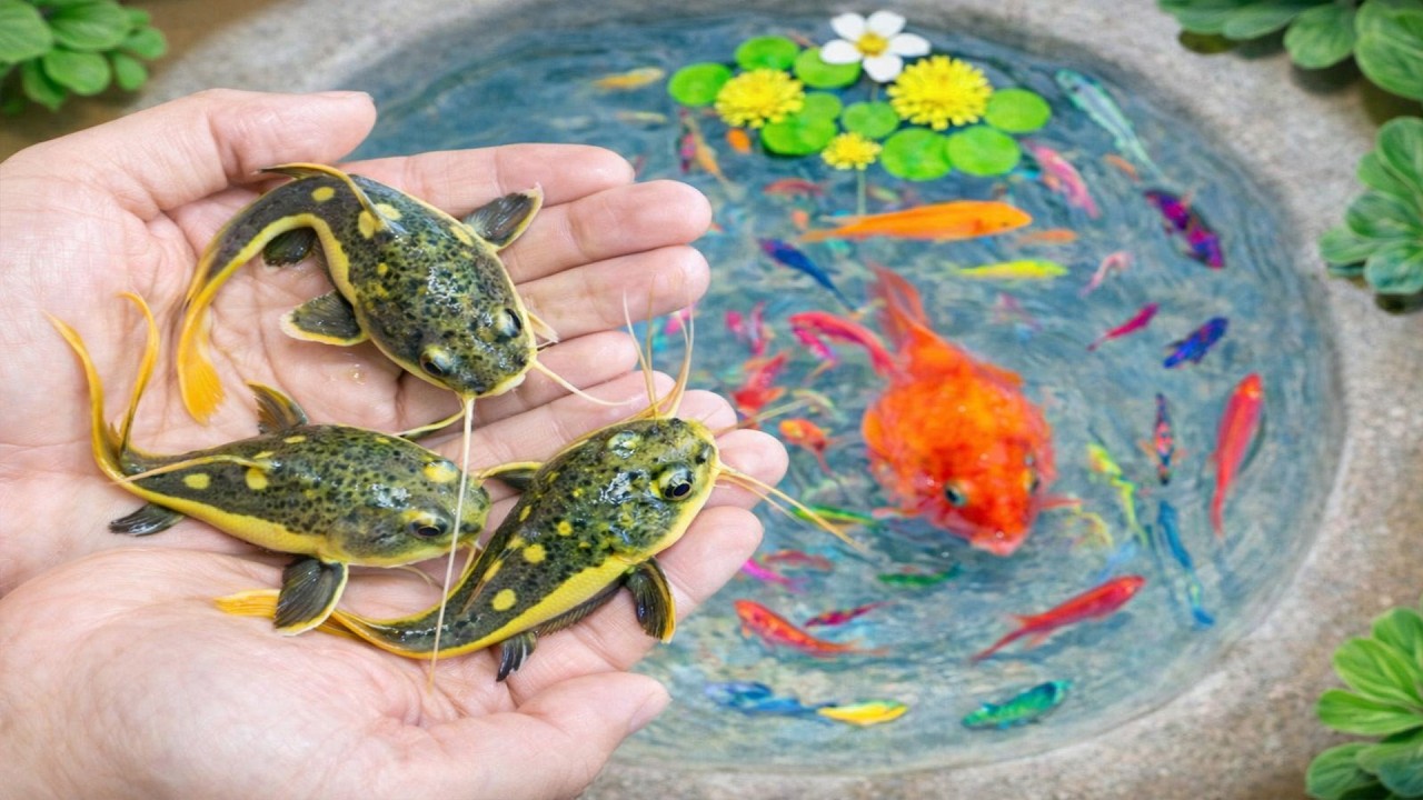 Amazing Catching Catfish, Baby Arowana, Perch, Koi, Guppies, Ornamental Fish, Frogs  Fishing Videos