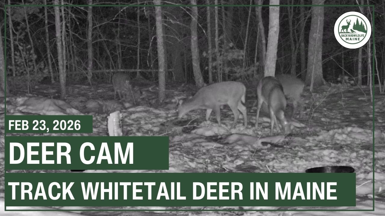 LIVE - Deer Cam | Backyard Wildlife Maine