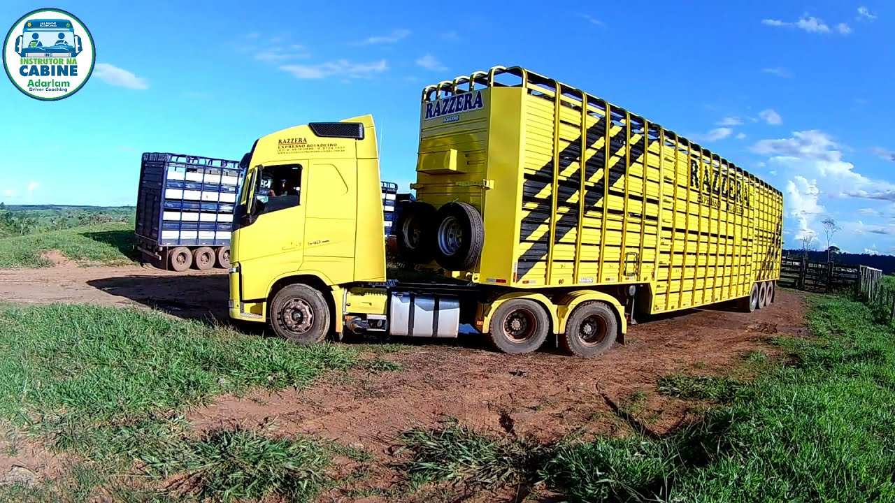 Sedex do Boi Carregamento de vacas | o novo caminhão da Bandeira.