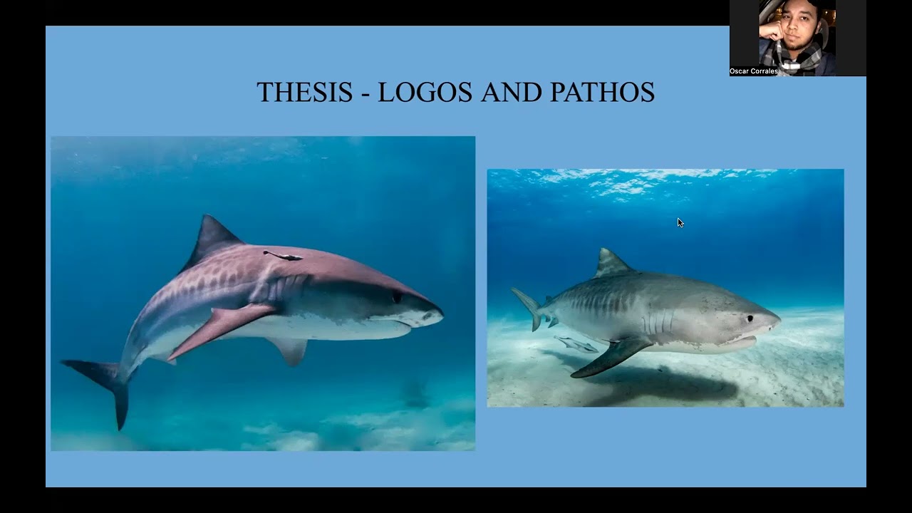 Shark Whisperer - Netflix Document Analysis