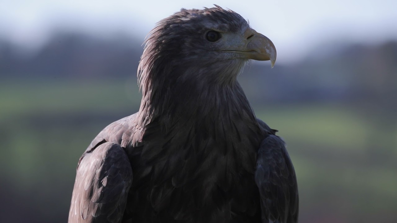 Engineering a Bird of Prey  - The Science in our Skies