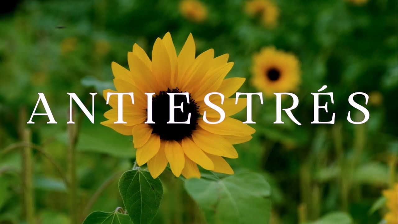 ANTIESTRÉS 🌻 Música relajante para calmar la mente y reducir la ansiedad