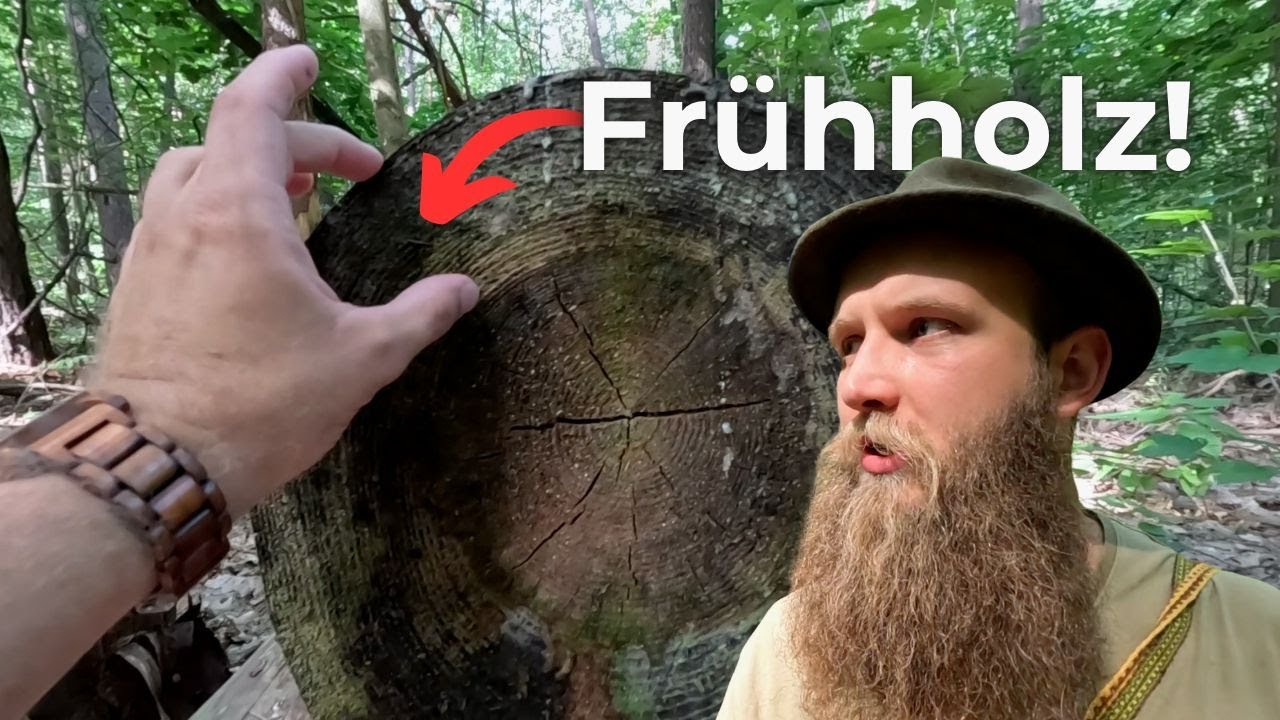 6 spannende Fakten über Jahresringe