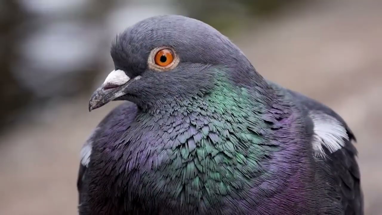 Сизый голубь   Columba livia