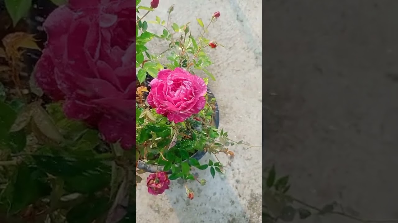 beautiful rose plant 🥰🥰 