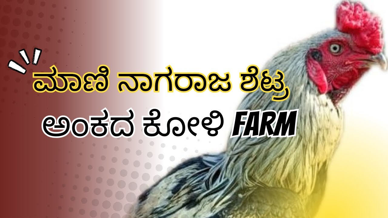 ಮಾಣಿ ನಾಗರಾಜ ಶೆಟ್ಟರ ಅಂಕದ ಕೋಳಿ ಫಾರ್ಮ್ Aseel farm Maani Nagaraja Shetty