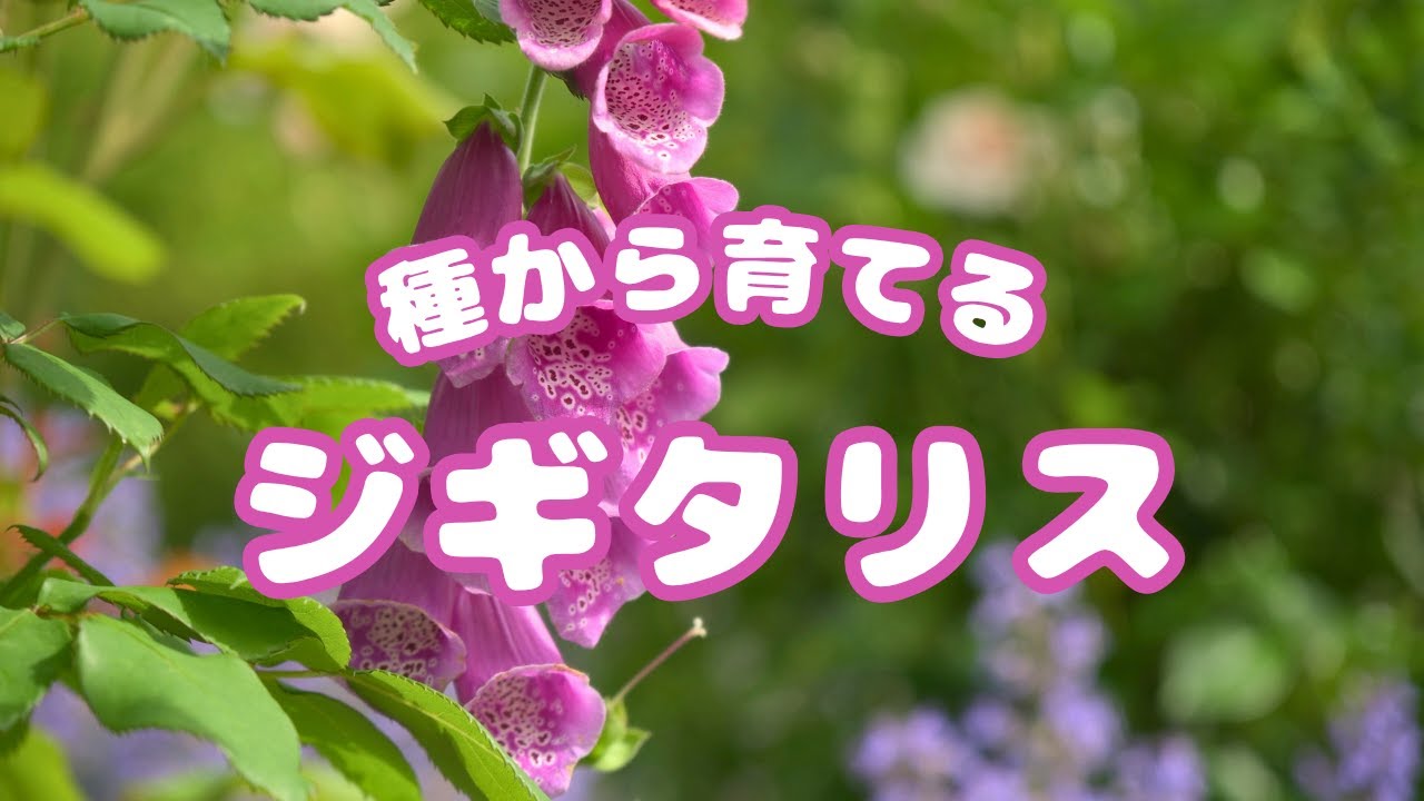 種から育てるジギタリス｜種まきから開花までの7ヶ月の記録