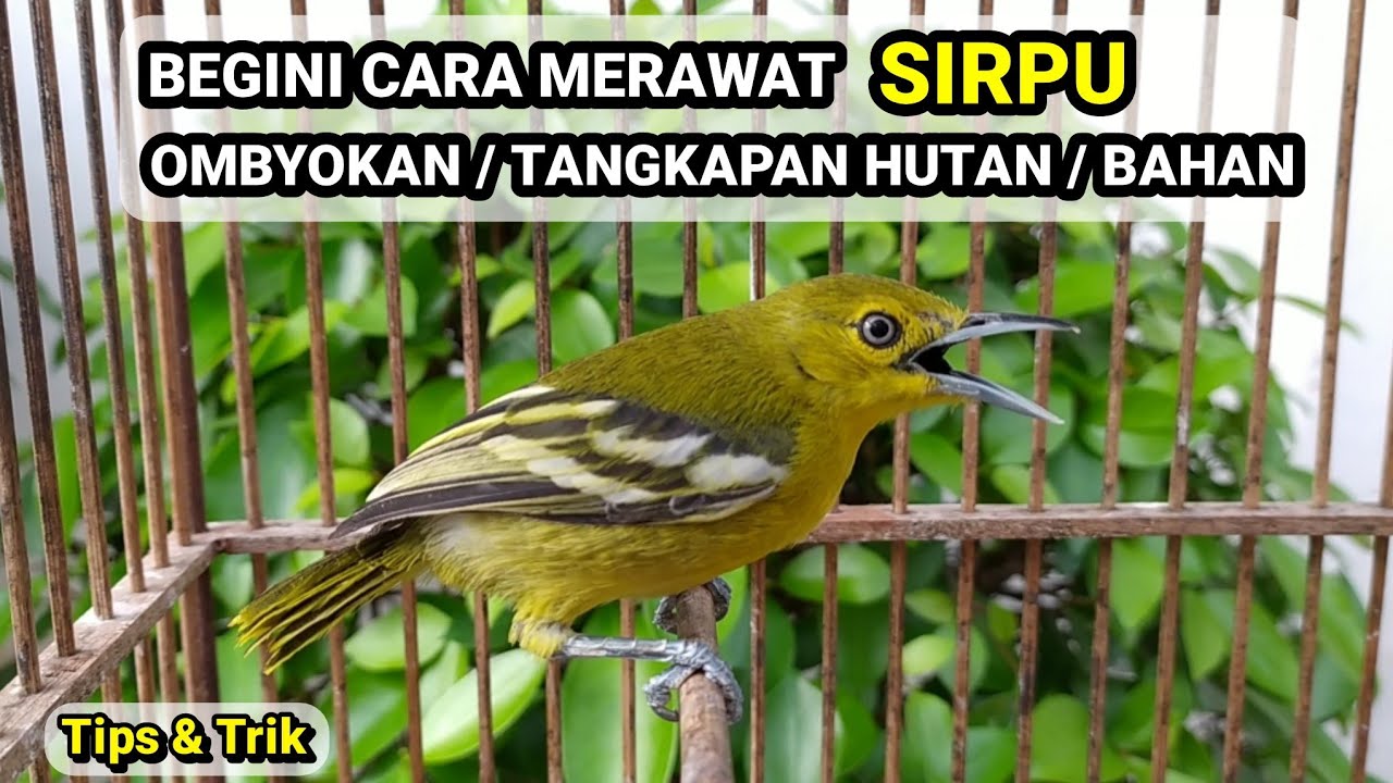 CARA MERAWAT SIRPU OMBYOKAN ATAU HASIL TANGKAPAN HUTAN DENGAN MUDAH !! 🐦