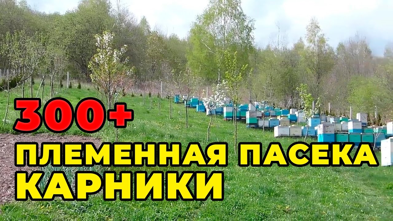 Племенные матки карники от Богдана Болюбаша