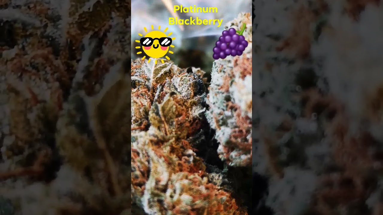 PLATINUM blackberry close up