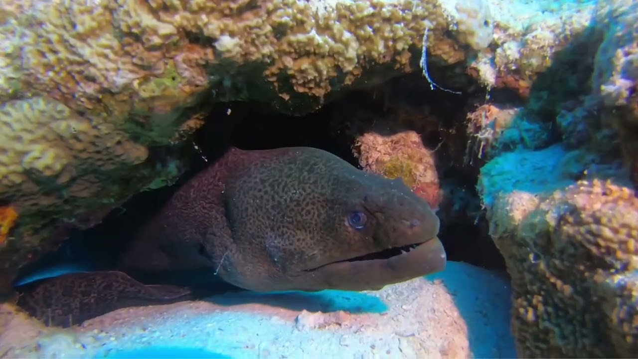 Sharm el Sheikh diving 2021