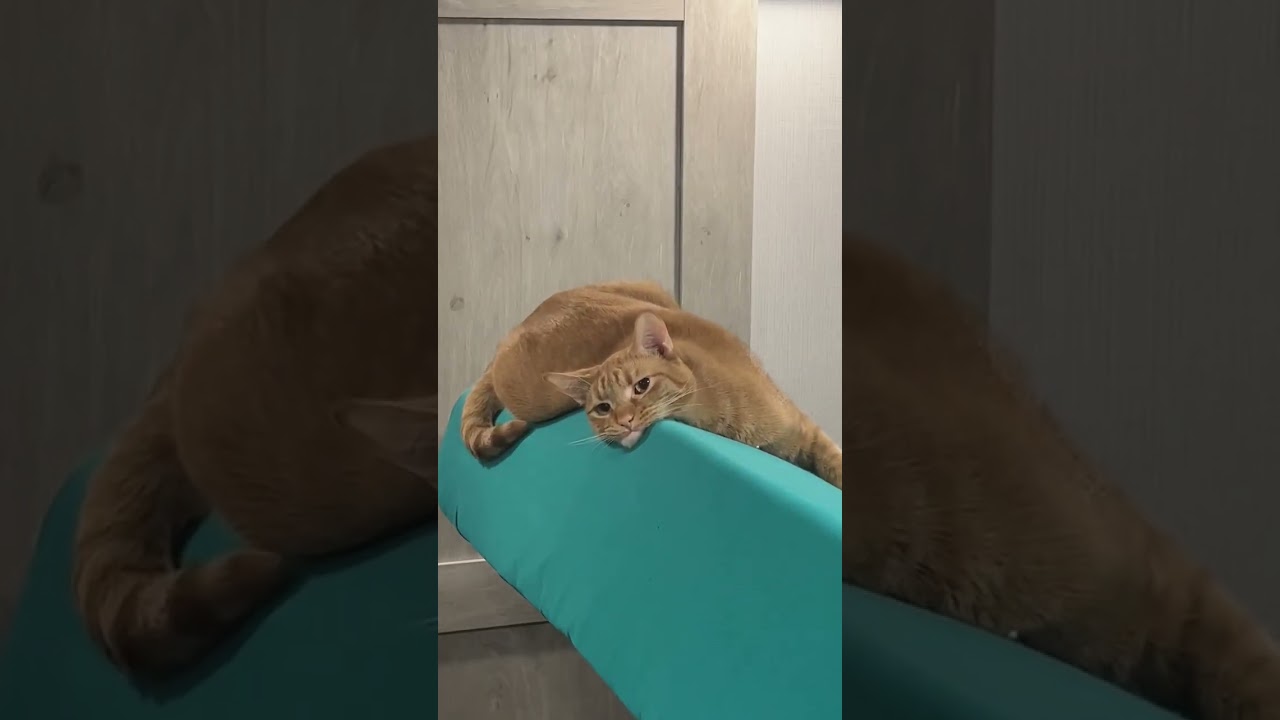RV life with cats and kids.