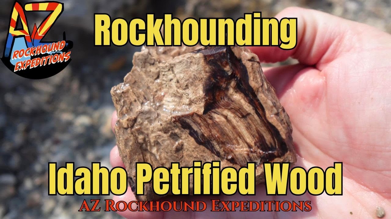 Rockhounding Idaho Petrified Wood