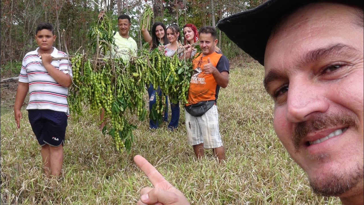 TEMPORADA DO INGÁ - FRUTOS DO CERRADO GOIANO