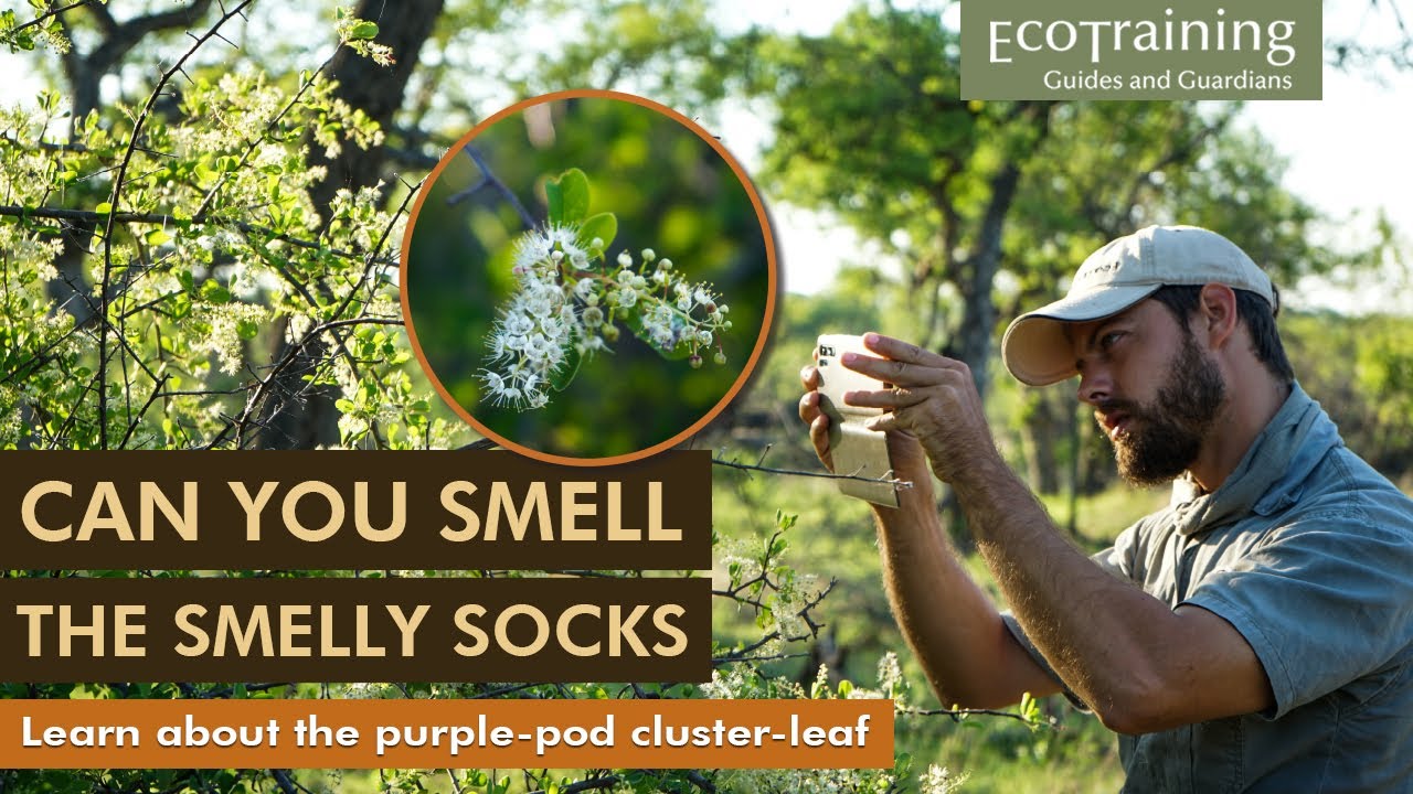 Flora Fridays: Purple-pod Cluster-leaf | Terminalia prunioides