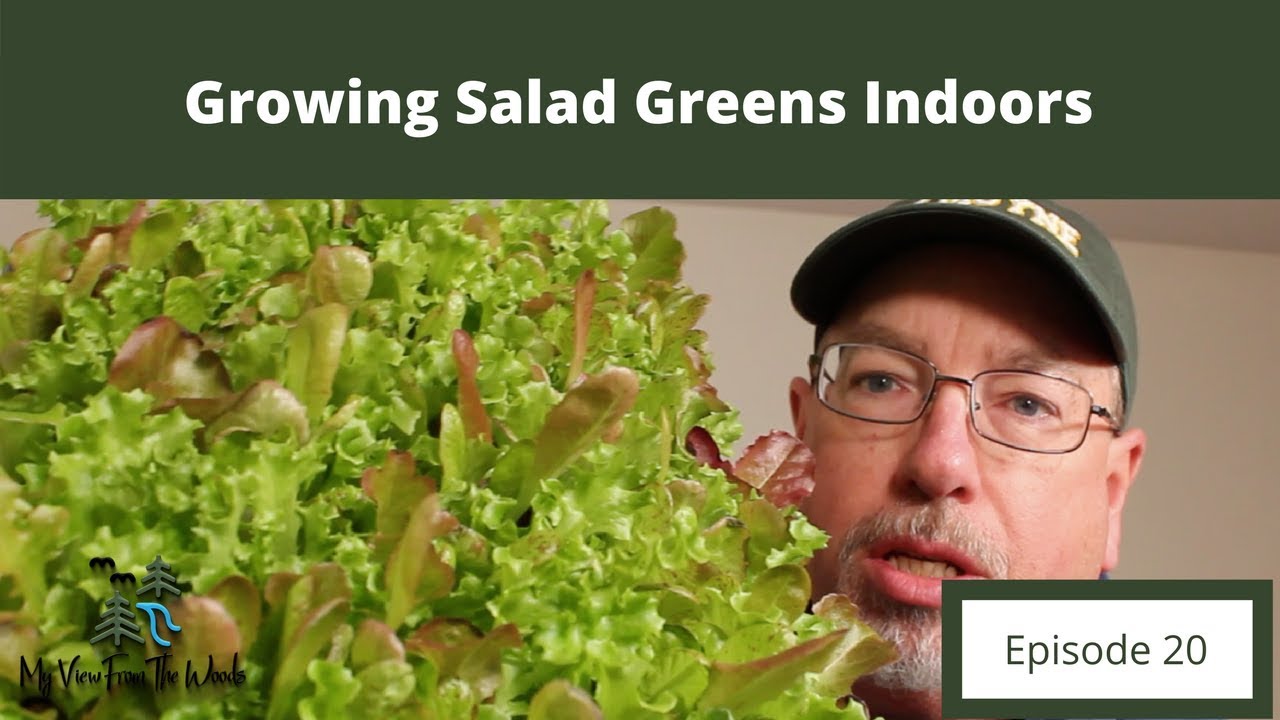 Growing Salad Greens Indoors