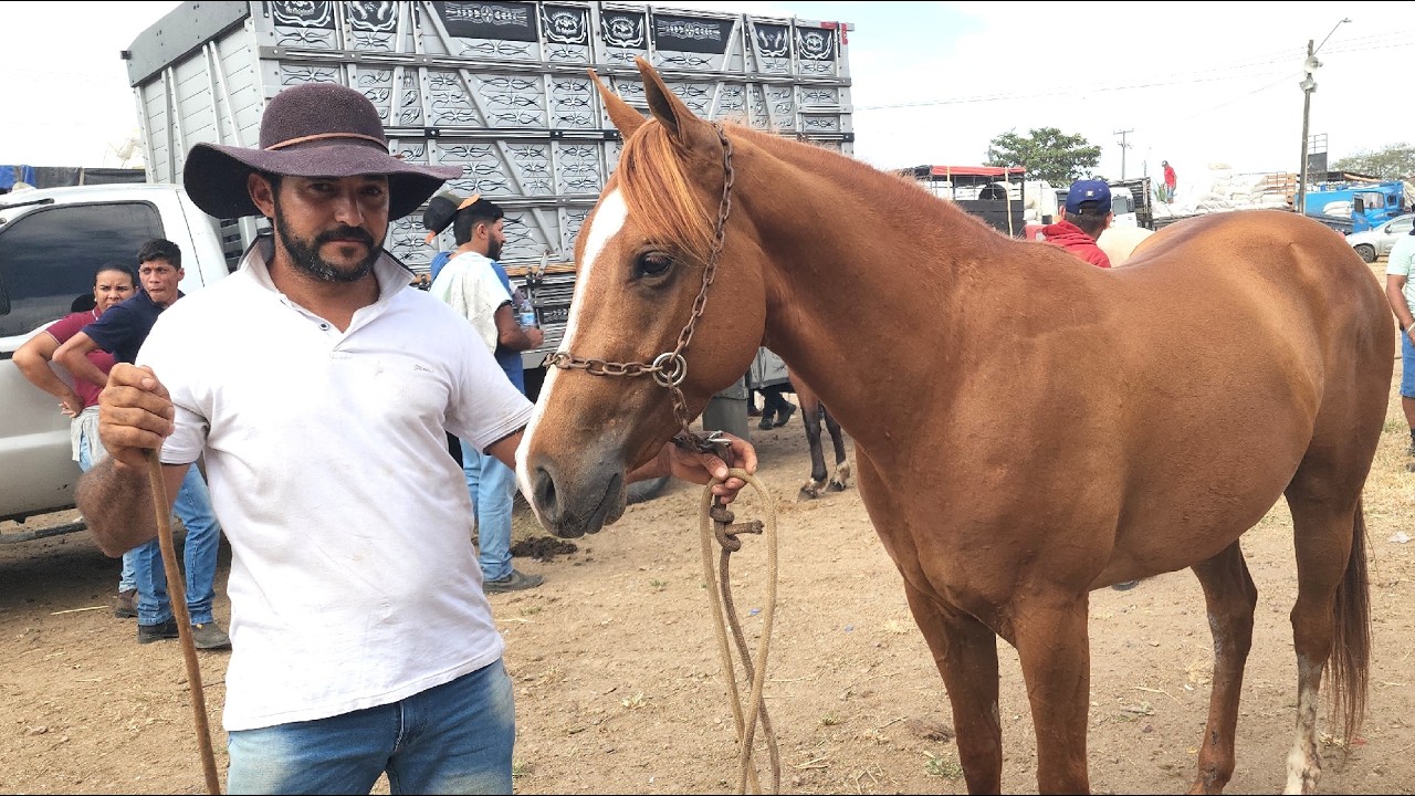 FEIRA DE CAVALOS EM CARUARU-PE     04-11-2025 #nordeste