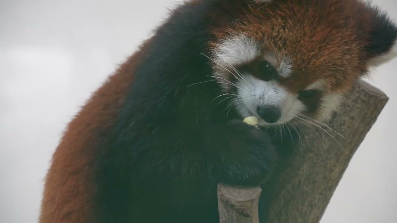 26.01.12　リンゴ見つけたプルプル君　安佐動物公園