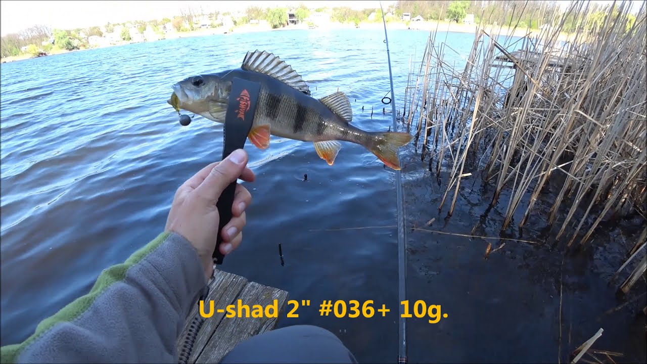 Fishup Catfish 2
