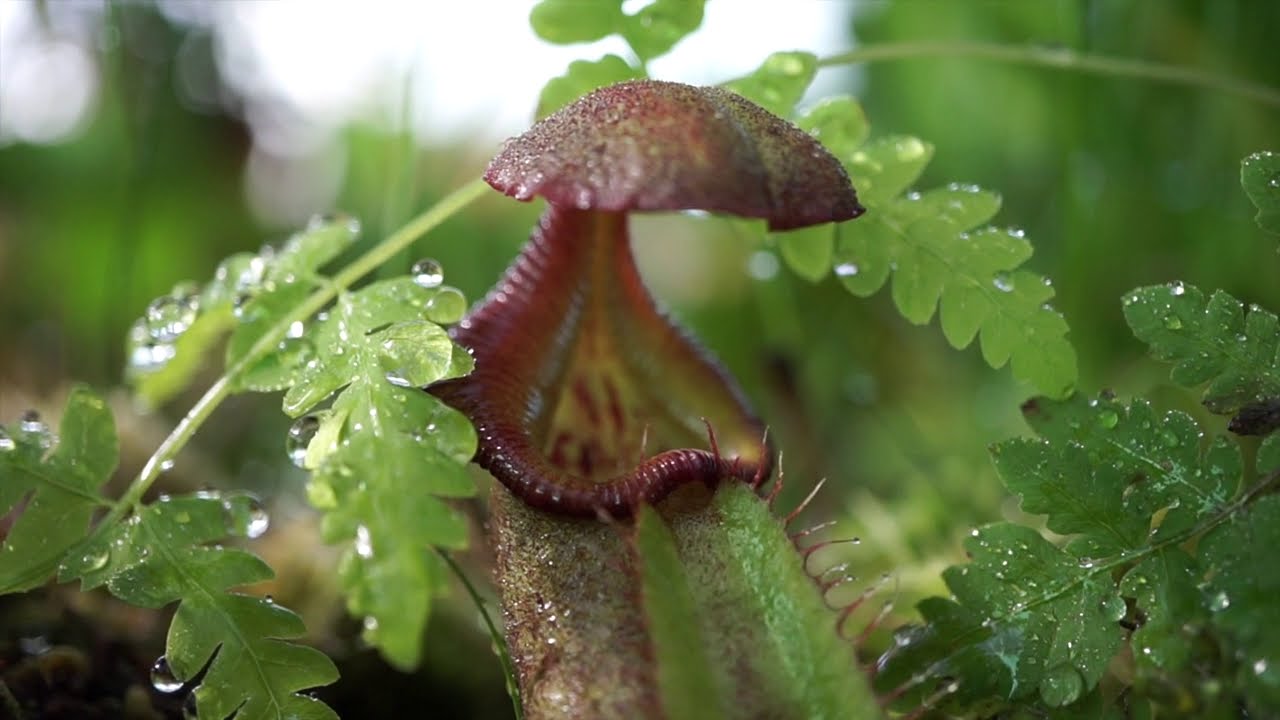 Hablemos sobre la Nepenthes robcantleyi