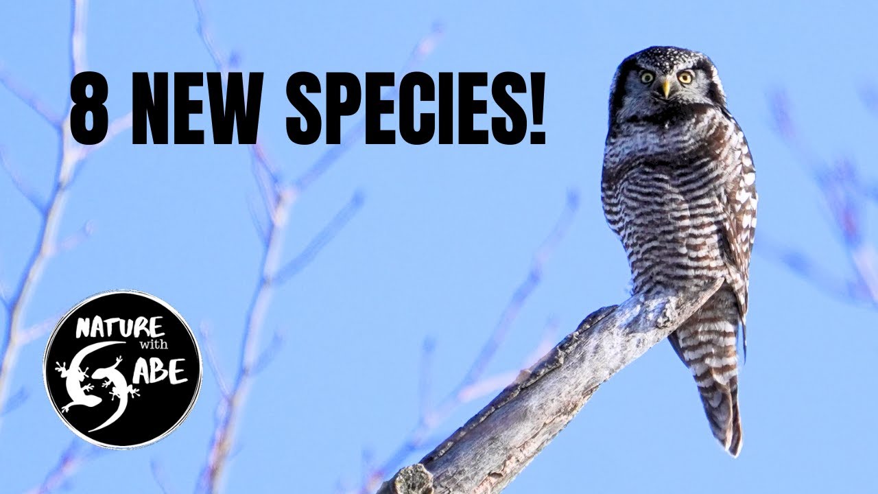 24 Hours of Birding the Sax-Zim Bog in Minnesota!