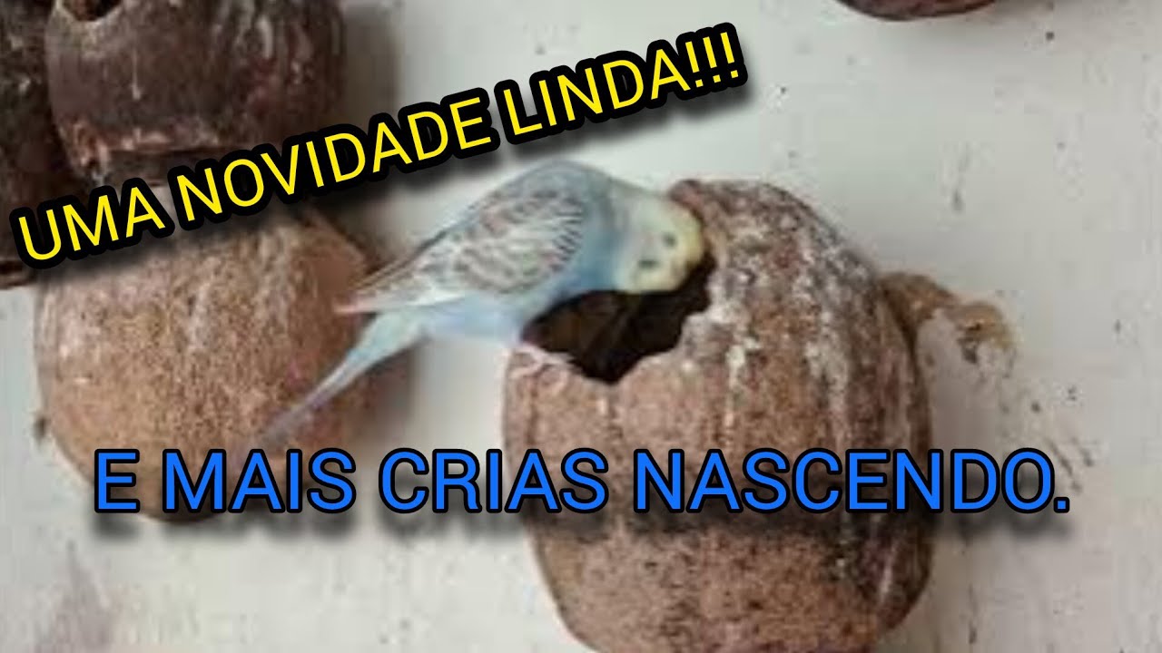 COISA MAIS LINDA!!! @avesnaturezaedesafios