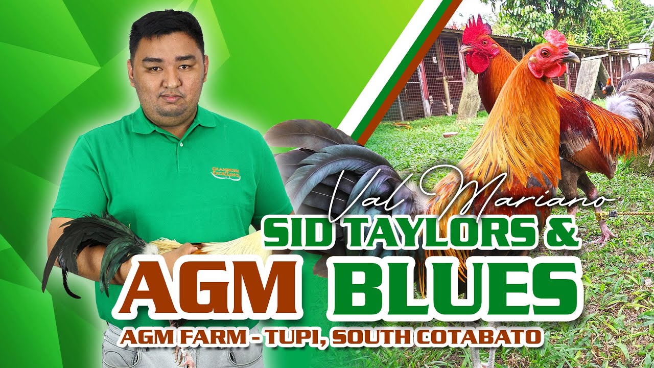 SID TAYLORS AND BLUES - VAL MARIANO of AGM FARM