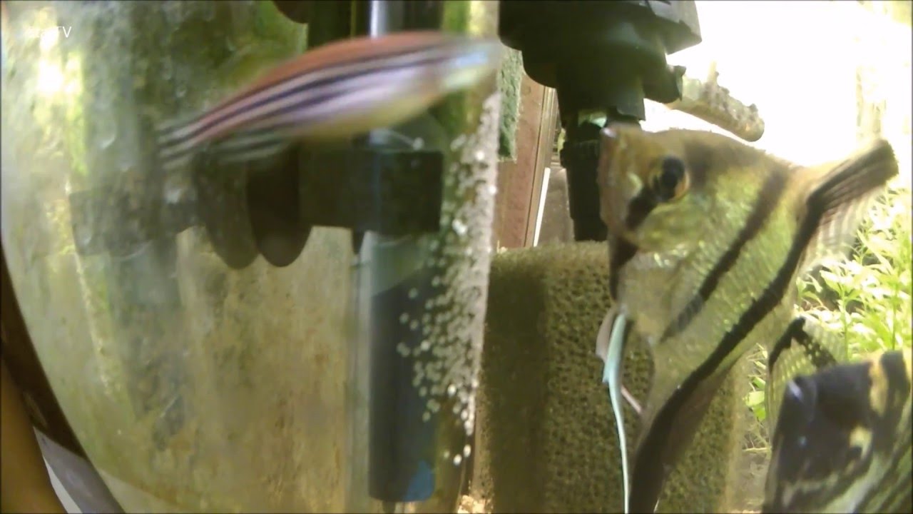 jak danio wyżera ikrę skalarowi akwarystyka poradnik co z ikrą