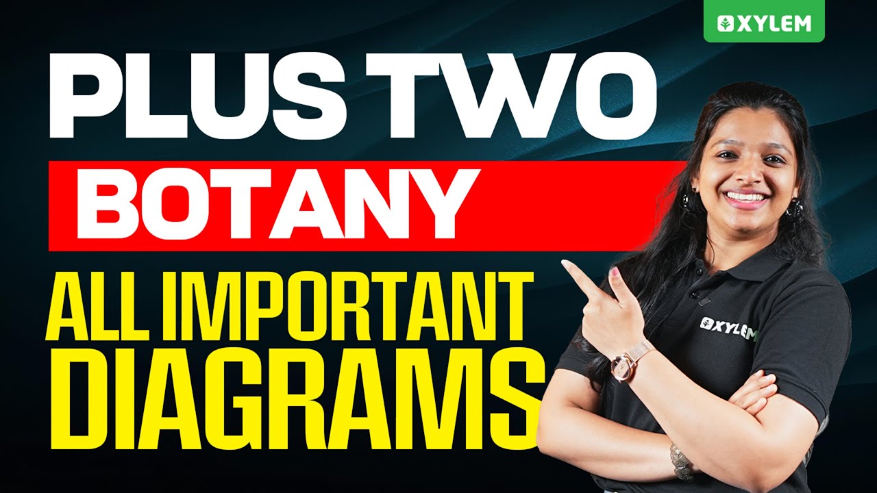 Plus Two Botany | All Important Diagrams | Xylem Plus Two