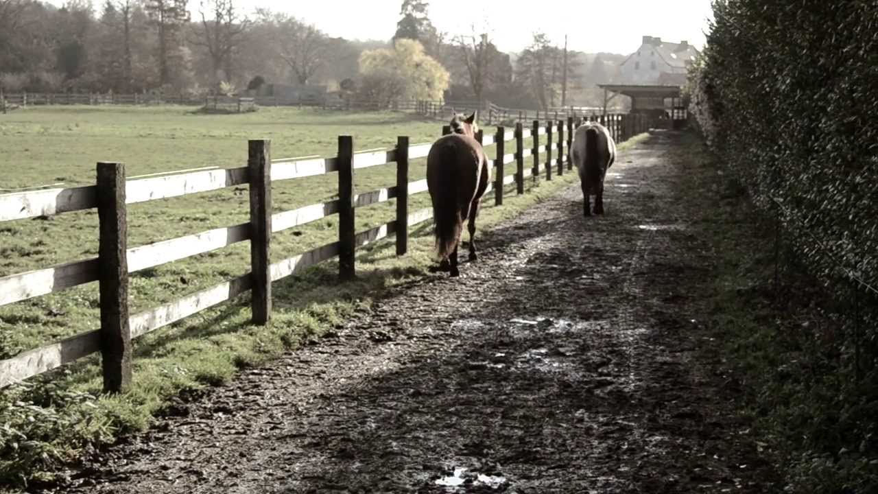 Paddock Paradise