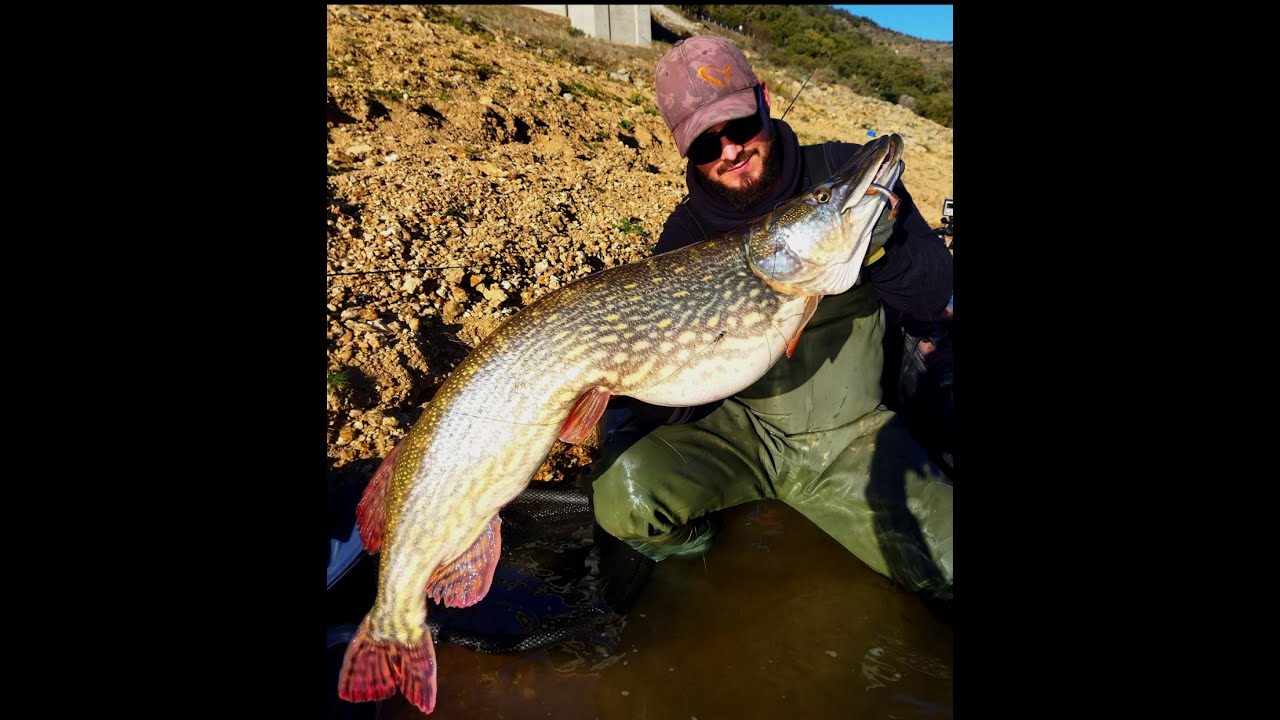 Big Pike on vertical fishing | Grande lucio na vertical - Savage gear LB 3D Fat minnow T-Tail