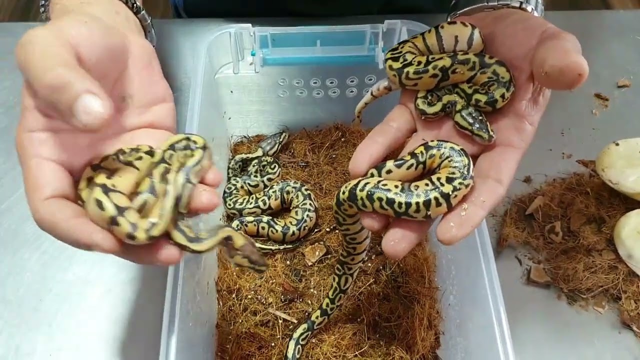 PITON BOLA, PYTHON REGIUS COMO NACEN Y QUE HACER