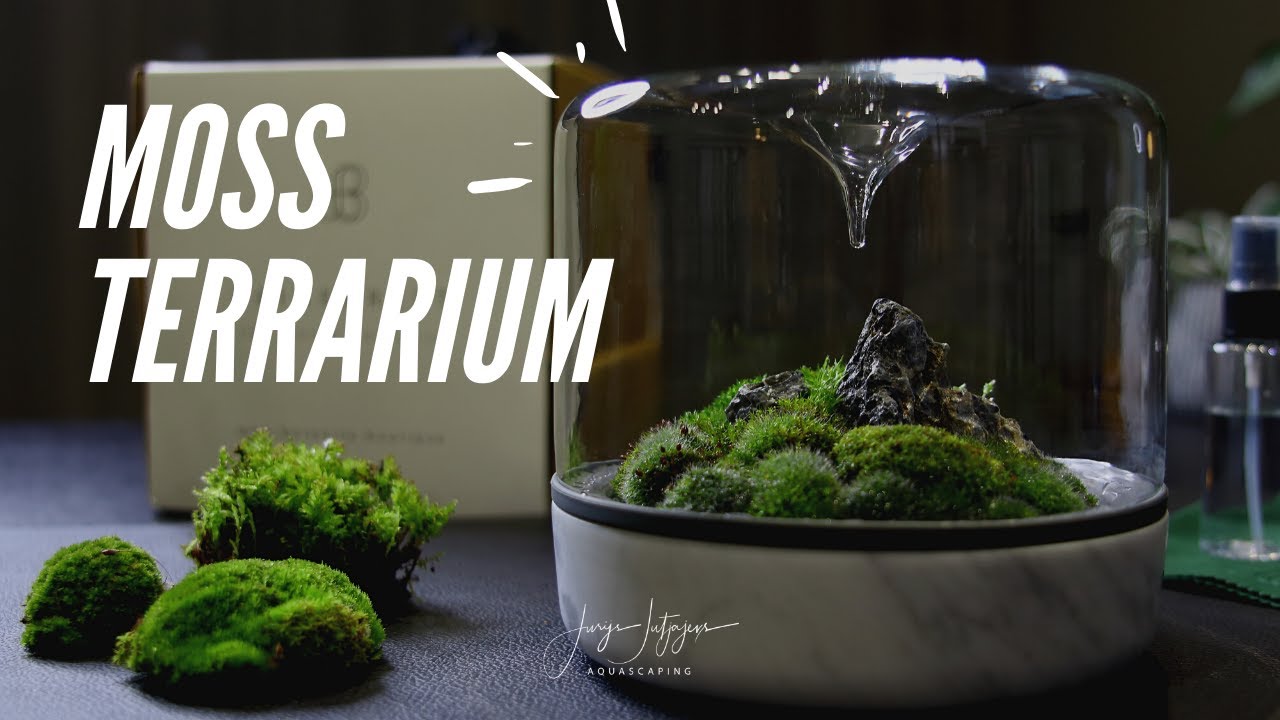 MOSS TERRARIUM setup NEW Botanica Boutique Sanctuary M Carrara