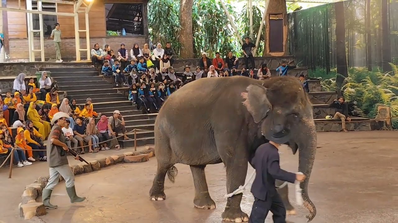 Nonton pertunjukan gajah-gajah yg pintar