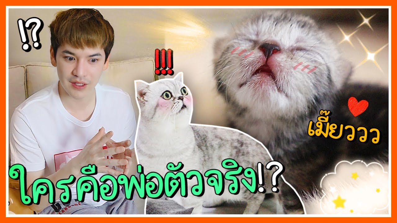 Кто настоящий отец котёнка? | Стик Тао