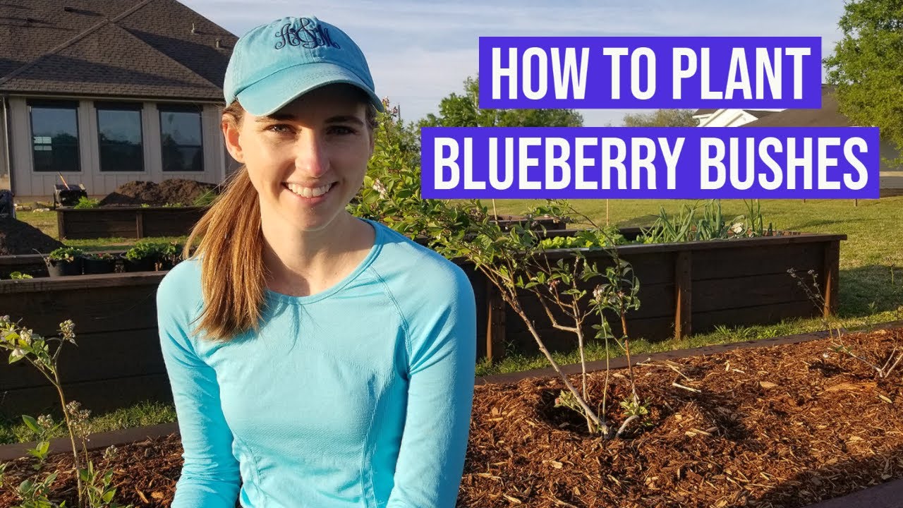 How to Plant Blueberry Bushes