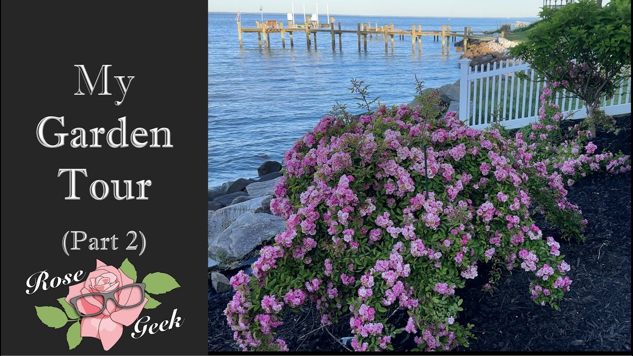 🌹My Instrumental Garden Tour (part 2) in 4k/ over 150 rose varieties named/ zone 8a