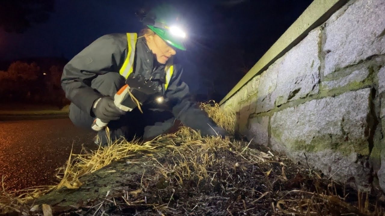 Early Morning WORK in the GARDEN - CUTTING BACK DECORATIVE GRASSES