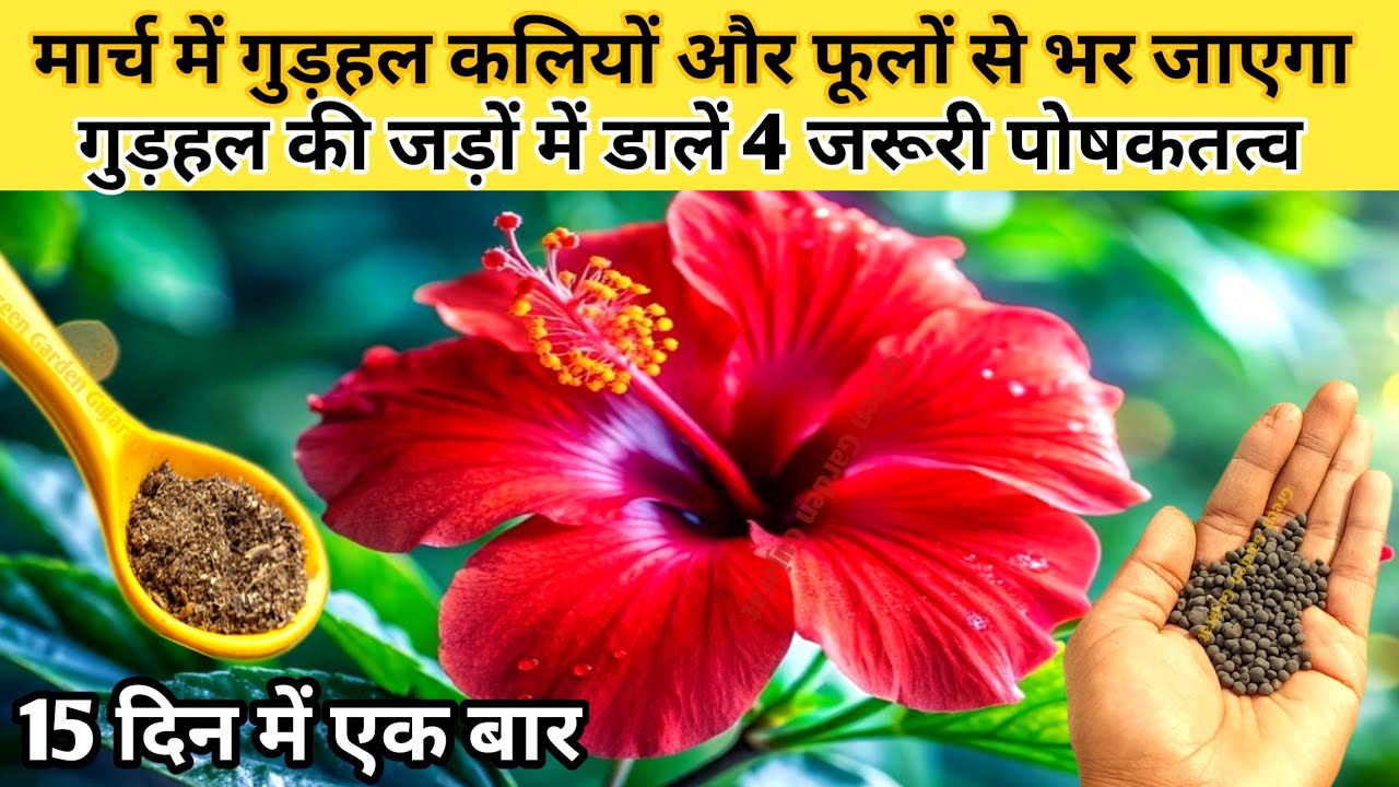 मार्च में गुड़हल के पौधे में ढेरों फूल,कलियां खिलेंगी. गुड़हल की जड़ों में डालें 4 जरूरी पोषक तत्व