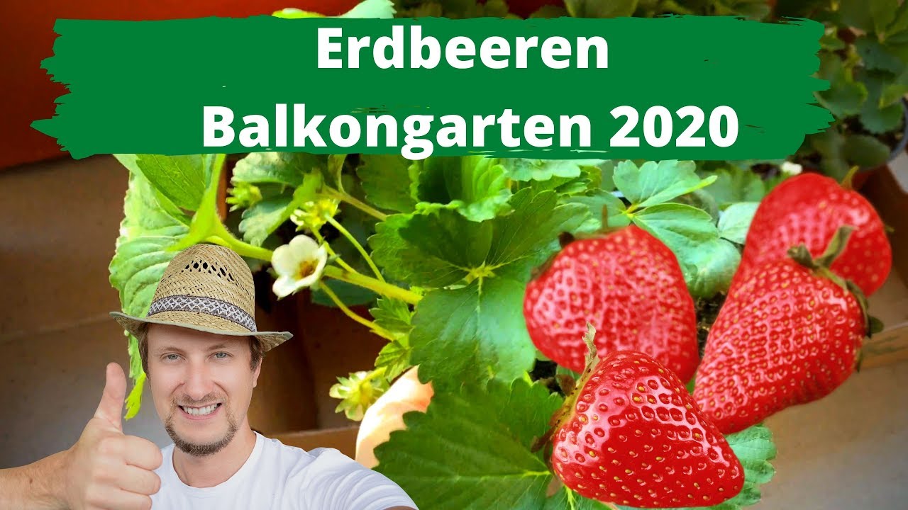 Erdbeeren Balkon Tagebuch 🍓 Pflanzen & Düngen - April 2021
